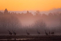 Common / Eurasian cranes (Grus grus) silhouetted at dawn in light mist, Lake Hornborga, Hornborgasjn, Sweden, April 2009
