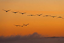Common / Eurasian cranes (Grus grus) in flight, silhouetted at sunrise, Lake Hornborga, Hornborgasjn, Sweden, April 2009