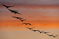 Common / Eurasian cranes (Grus grus) flying in a line, silhouetted at sunrise, Lake Hornborga, Hornborgasjn, Sweden, April 2009