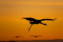 Common / Eurasian crane (Grus grus) landing, silhouetted at sunrise, Lake Hornborga, Hornborgasjn, Sweden, April 2009