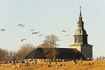 Common / Eurasian cranes (Grus grus) some feeding others coming in to land near church, Lake Hornborga, Hornborgasjn, Sweden, April 2009