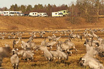 Common / Eurasian cranes (Grus grus) feeding with birdwatchers vehicles parked overlooking them, Lake Hornborga, Hornborgasjn, Sweden, April 2009