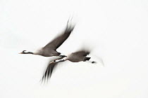 Two Common / Eurasian cranes (Grus grus) in flight, Lake Hornborga, Hornborgasjn, Sweden, April 2009