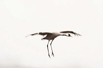 Common / Eurasian crane (Grus grus) landing, Lake Hornborga, Hornborgasjn, Sweden, April 2009