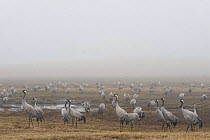 Common / Eurasian cranes (Grus grus) in light mist, Lake Hornborga, Hornborgasjn, Sweden, April 2009