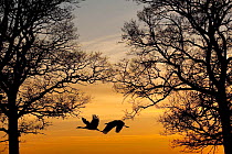 Two Common / Eurasian cranes (Grus grus) in flight between trees , silhouetted at sunset, Lake Hornborga, Hornborgasjn, Sweden, April 2009