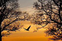 Common / Eurasian crane (Grus grus) in flight, silhouetted at sunset, Lake Hornborga, Hornborgasjn, Sweden, April 2009 WWE OUTDOOR EXHIBITION