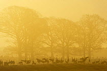 Common / Eurasian cranes (Grus grus) silhouetted on ground in front of trees at sunrise, Lake Hornborga, Hornborgasjn, Sweden, April 2009 WWE BOOK. WWE INDOOR EXHIBITION