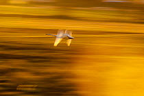 Whooper swan (Cygnus cygnus) in flight at sunset, Lake Tysslingen, Sweden, March 2009