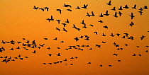Brent goose (Branta bernicla) flock in flight silhouetted against an orange sky at sunset, Hallig Hooge, Germany, April 2009