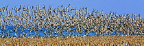 Large flock of waders taking off, Japsand, Schleswig-Holstein Wadden Sea National Park, Germany, April 2009