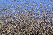 Large flock of waders in flight, Japsand, Schleswig-Holstein Wadden Sea National Park, Germany, April 2009