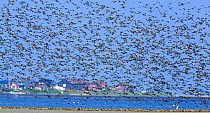 Large flock of waders in flight and on sand bank, Japsand, Schleswig-Holstein Wadden Sea National Park, Germany, April 2009
