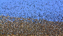 Large flock of waders in flight, Japsand, Schleswig-Holstein Wadden Sea National Park, Germany, April 2009
