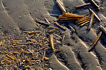 Razor shells washed  up on sand, Japsand, Schleswig-Holstein Wadden Sea National Park, Germany, April 2009
