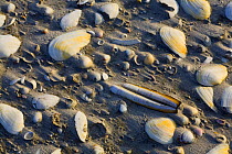 Shells on beach with sand built up behind the shells, Japsand, Schleswig-Holstein Wadden Sea National Park, Germany, April 2009