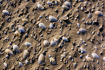 Shells on beach, Japsand, Schleswig-Holstein Wadden Sea National Park, Germany, April 2009