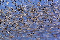 Flock of waders in flight, Japsand, Schleswig-Holstein Wadden Sea National Park, Germany, April 2009