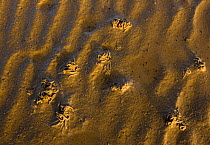 Lugworm (Anericola marina) casts on sand, Japsand, Schleswig-Holstein Wadden Sea National Park, Germany, April 2009