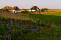 Houses with reed roofs, Around Westerhever, Germany, April 2009