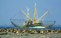 Dunlin (Calidris alpina) flock on beach, with large fishing boat behind, Bhl, Germany, April 2009