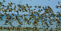 Bar-tailed godwit (Limosa lapponica) flock landing in sea, Sylt, Germany, April 2009