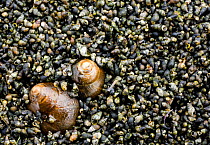 Snails, food for waders, Grossmorsum, Sylt, Germany, April 2009