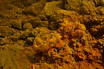 Sulphurous fumaroles (solfatara) Vulcano, Aeolian Islands, Italy, May 2009