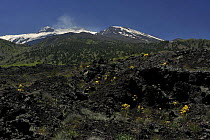 Old lava flow on the eastern side of Mount Etna volcano, Sicily, Italy, May 2009
