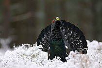 Capercaillie (Tetrao urogallus) male displaying in snow, Strathspey, Cairngorms NP, Scotland, January 2009