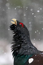 RF- Capercaillie (Tetrao urogallus) male displaying in snow, Cairngorms National Park, Scotland, February 2009. (This image may be licensed either as rights managed or royalty free.)