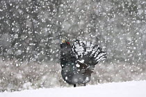Capercaillie (Tetrao urogallus) male displaying in heavy snowfall, Cairngorms NP, Scotland, February 2009