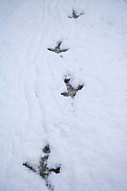 Capercaillie (Tetrao urogallus) footprints in snow, Cairngorms NP, Scotland, February 2009