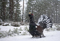 Capercaillie (Tetrao urogallus) male displaying in snow, Cairngorms NP, Scotland, February 2009
