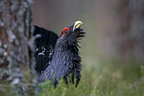 Capercaillie (tetrao urogallus) male, displaying in pine forest, Strathspey, Cairngorms NP, Scotland, April 2008