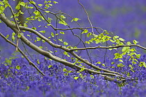 European beech tree (Fagus sylvatica) branch above a Bluebell (Hyacinthoides non-scripta / Endymion non-scriptum) carpet, Hallerbos, Belgium, April 2009