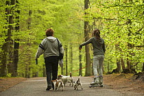 Two women walking Jack russell terriers, one on roller blades, Hallerbos, Belgium, April 2009