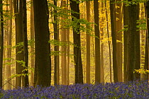 Hallerbos with mist at dawn, Bluebells (Hyacinthoides non-scripta / Endymion non-scriptum) in foreground, Belgium, April 2009. WWE OUTDOOR EXHIBITION.