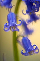Close-up of backlit Bluebell flowers (Hyacinthoides non-scripta / Endymion non-scriptum) Hallerbos, Belgium, April 2009