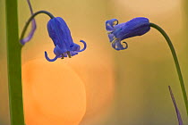 Two backlit Bluebell flowers (Hyacinthoides non-scripta / Endymion non-scriptum) Hallerbos, Belgium, April 2009
