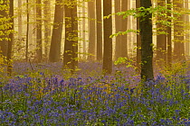 Bluebells (Hyacinthoides non-scripta / Endymion non-scriptum) flowering in wood, dawn light, in Beech wood, Hallerbos, Belgium, April 2009