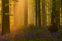 Photographer, Philippe Moes, photographing dawn light, in Beech wood, Hallerbos, Belgium, April 2009
