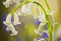 White bluebell flowers (Hyacinthoides non-scripta / Endymion non-scriptum) Hallerbos, Belgium, April 2009