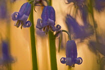 Close-up of Bluebell flowers (Hyacinthoides non-scripta / Endymion non-scriptum) at sunset, Hallerbos, Belgium, April 2009