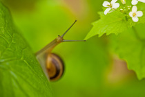 Snail on Garlic mustard (Alliaria petiolata) leaves, Hallerbos, Belgium, April 2009. WWE OUTDOOR EXHIBITION. NOT AVAILABLE FOR GREETING CARDS OR CALENDARS