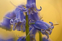 Close-up of flowering Bluebell (Hyacinthoides non-scripta / Endymion non-scriptum) at sunset, Hallerbos, Belgium, April 2009