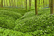 Wild garlic (Allium ursinum) carpet, in Beech wood, Hallerbos, Belgium, April 2009