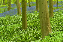 Wild garlic (Allium ursinum) and Bluebell (Hyacinthoides non-scripta / Endymion non-scriptum) carpet in Beech wood, Hallerbos, Belgium, April 2009