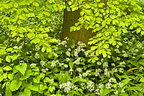 European beech tree (Fagus sylvatica) and undergrowth including Wild garlic (Allium ursinum)  Hallerbos, Belgium, April 2009