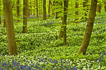 Wild garlic (Allium ursinum) and Bluebell (Hyacinthoides non-scripta / Endymion non-scriptum) carpet in Beech wood, Hallerbos, Belgium, April 2009